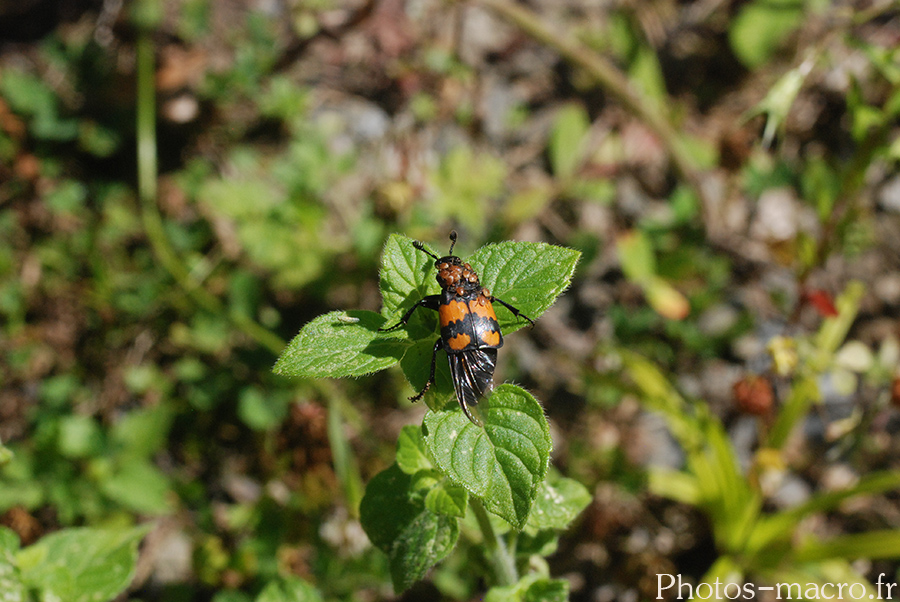 Nicrophorus sp